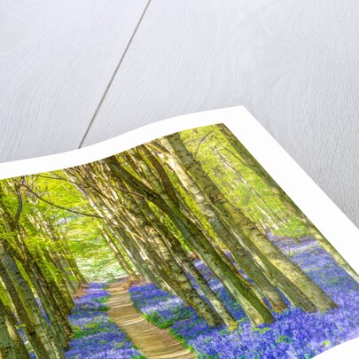 Bluebells by Assaf Frank